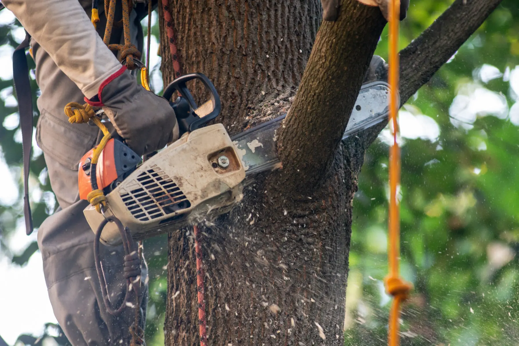 Legal Requirements for Tree Removal in New Jersey